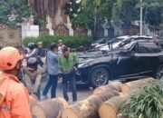 Waspada! 6 Fakta Mengerikan Pohon Tua di Pondok Indah Makan Korban Jiwa