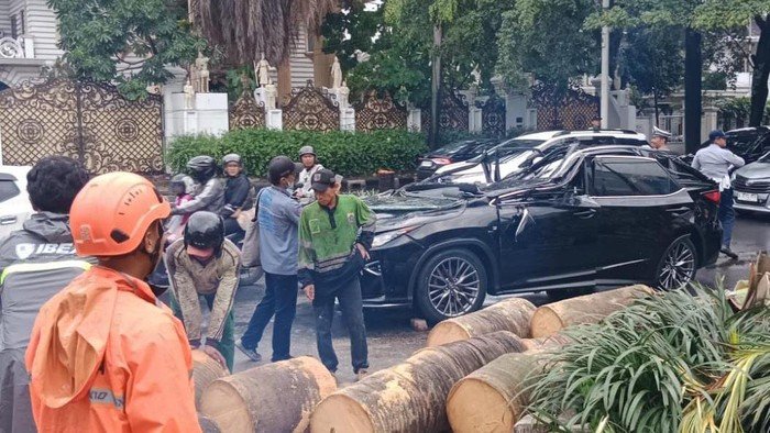 Waspada! 6 Fakta Mengerikan Pohon Tua di Pondok Indah Makan Korban Jiwa