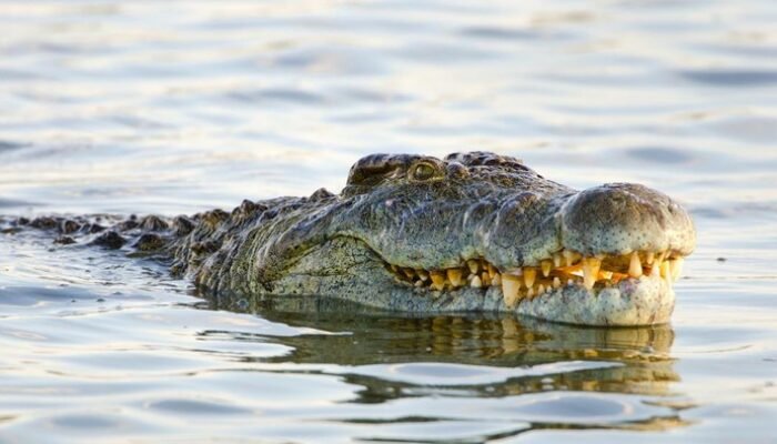 Pahlawan Tanpa Toga: Siswi SMP Selamatkan Diri dari Buaya di Laut Sulteng