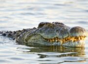 Anak Muda Berhasil Melawan Gigitan Laut di Sulteng