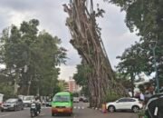 “Walkot Bogor: Warga Harus Waspada, Banyak Pohon Rawan Tumbang”