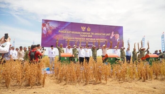 Dukung Swasembada Pangan, Pemprov Lampung-TNI Panen Kedelai: Solusi Kebutuhan Lokal