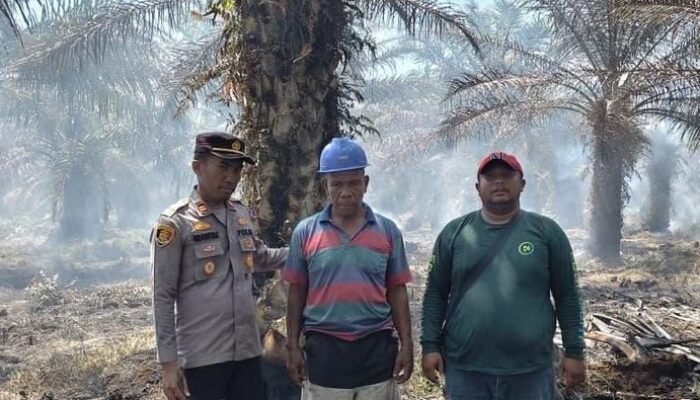 Api dari Puntung Rokok Bakar 7 Ha Lahan di Rohil, Pelaku Tertangkap