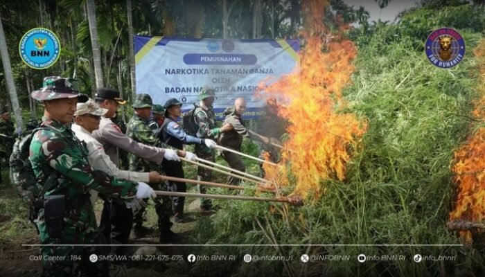BNN Temukan 69 Ton Ganja dan 6,5 Hektare Ladang di Aceh Utara, Operasi Berdarah?