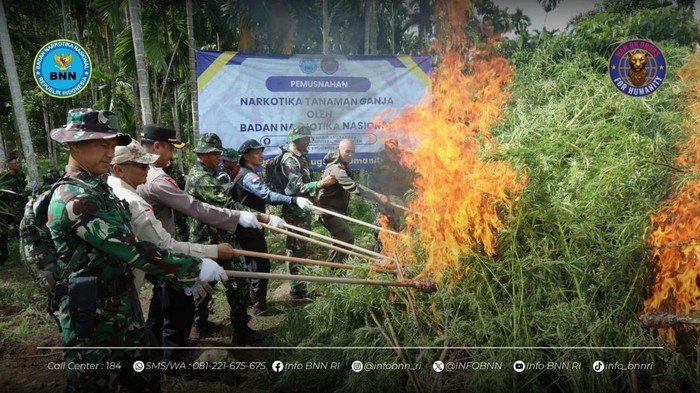 BNN Temukan 69 Ton Ganja dan 6,5 Hektare Ladang di Aceh Utara, Operasi Berdarah?
