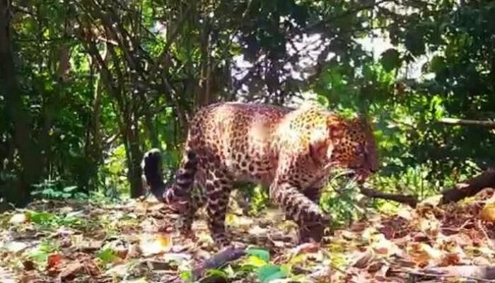 Macan Tutul Pincang di Sanggabuana: 5 Terduga Pemburu Ditangkap!