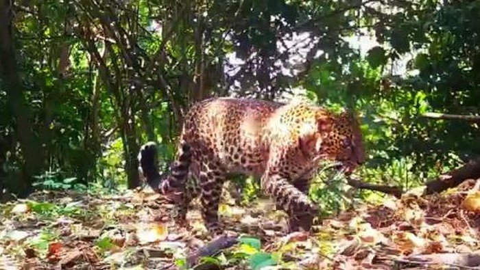 Macan Tutul Pincang di Sanggabuana: 5 Terduga Pemburu Ditangkap!