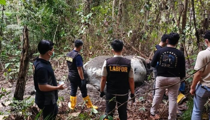 [Kabar Terkini: Gajah Tanpa Kepala di Riau, Kasus Pembunuhan yang Mencengangkan Publik]