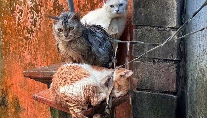 Kucing Dikurung Hujan di Bali, Pemilik: “Belum Punya Kandang”