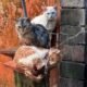 Kucing Dikurung Hujan di Bali, Pemilik: “Belum Punya Kandang”