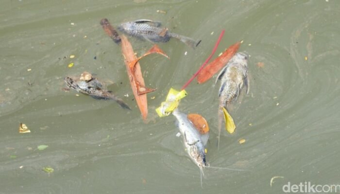 Gudang Pestisida Cemari Sungai Cisadane Bakal Digugat – Update 2