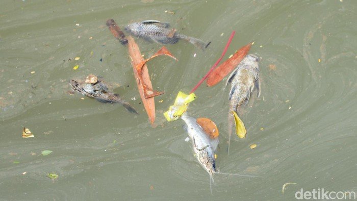 Gudang Pestisida Cemari Sungai Cisadane Bakal Digugat - Update 2