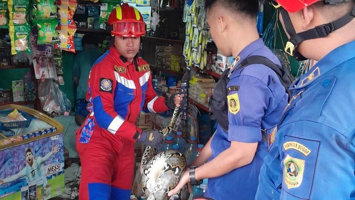 Misteri Sanca 3 Meter di Freezer Toko Bogor, Damkar Evakuasi Darurat