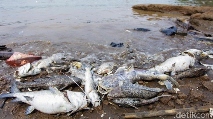 Peneliti BRIN Wanti-wanti Risiko Ini Akibat Pencemaran Pestisida di Cisadane - Update 2