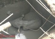 Kronologi Kawanan Gajah Rusak Mess di Riau Usai Anaknya Kejeblos Septic Tank – Update 2