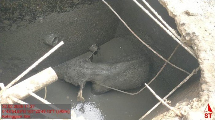 Kronologi Kawanan Gajah Rusak Mess di Riau Usai Anaknya Kejeblos Septic Tank - Update 2