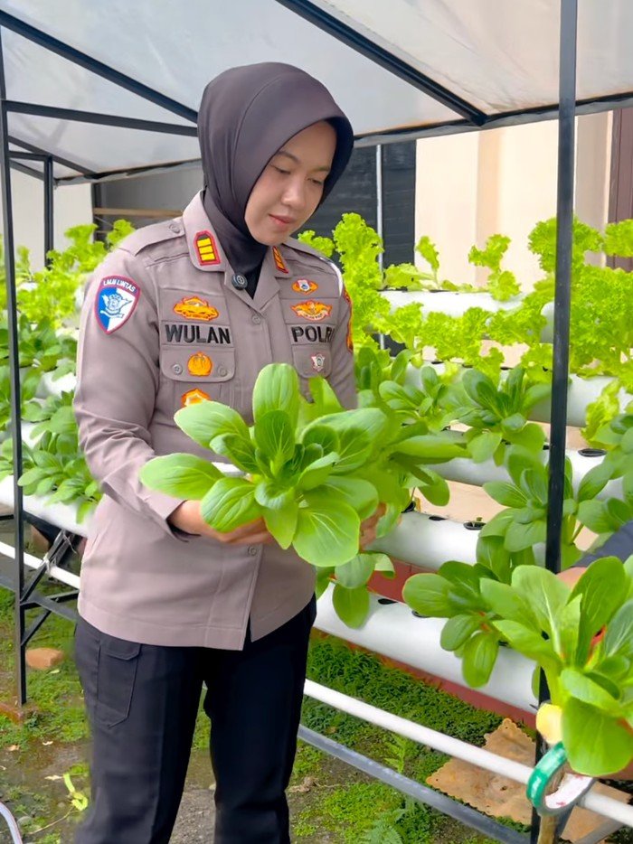 Polantas Riau Ciptakan Green Policing, Kantor Jadi Kebun Hidroponik!