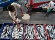 **”Potret Arsitektur Ketahanan Pangan Biru di Ramadan 2026: Menyelamatkan Ikan atau Menyelamatkan Hidup?”**