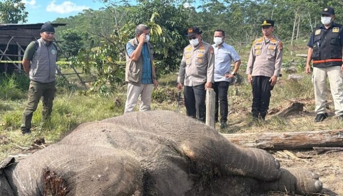 Tragedi Anak Gajah di Tesso Nilo: Pemilik Lahan Jadi Tersangka Utama