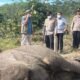 Tragedi Anak Gajah di Tesso Nilo: Pemilik Lahan Jadi Tersangka Utama