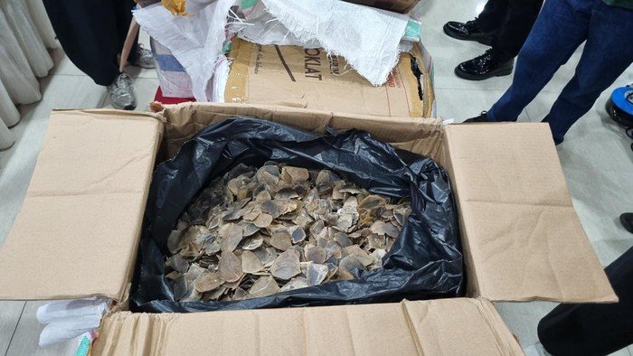 Pelaku Penyelundupan Samarkan 3 Ton Sisik Trenggiling dengan Mie dan Teripang, Polisi Terkejut!