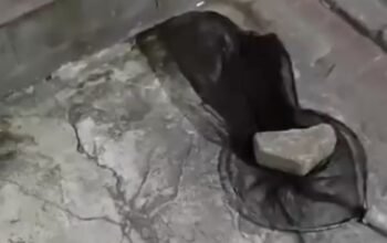 Kucing Jadi Korban, Pria di Tangerang Viral karena Protes Jaringan yang Mencekik!